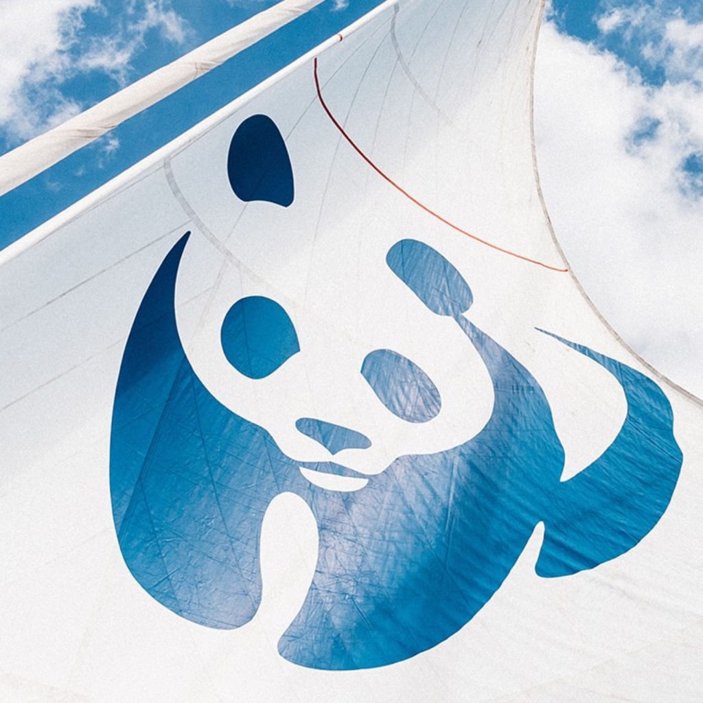 Blue Panda