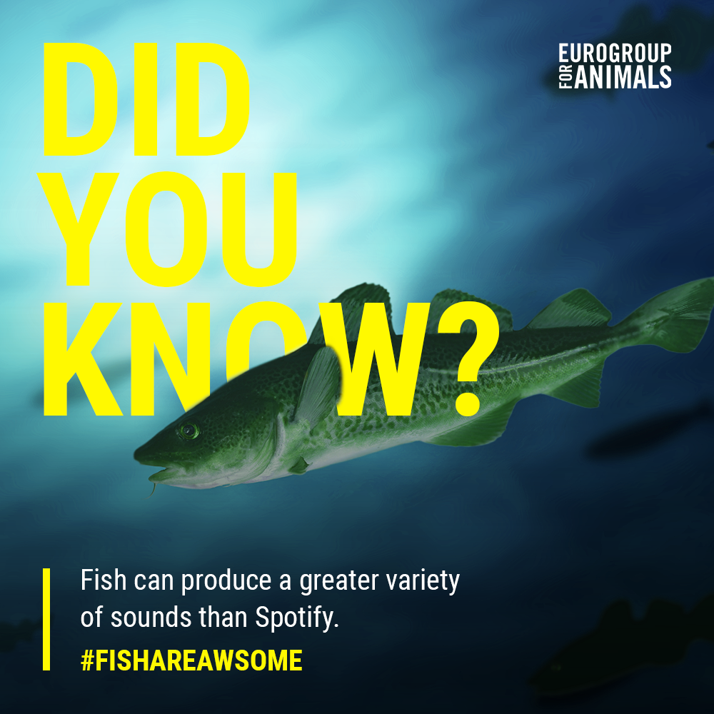 Fish - Spotify_Post_FIshFact1000x1000 image of the social card with a fish fact to informe people about fishes