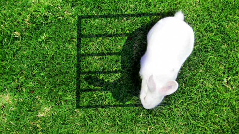 cover image of a bunny in cage