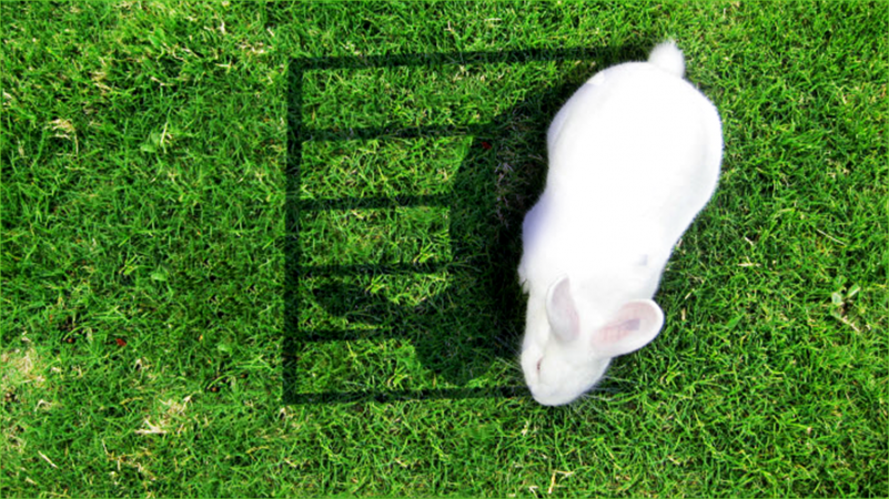 image of a bunny in cage