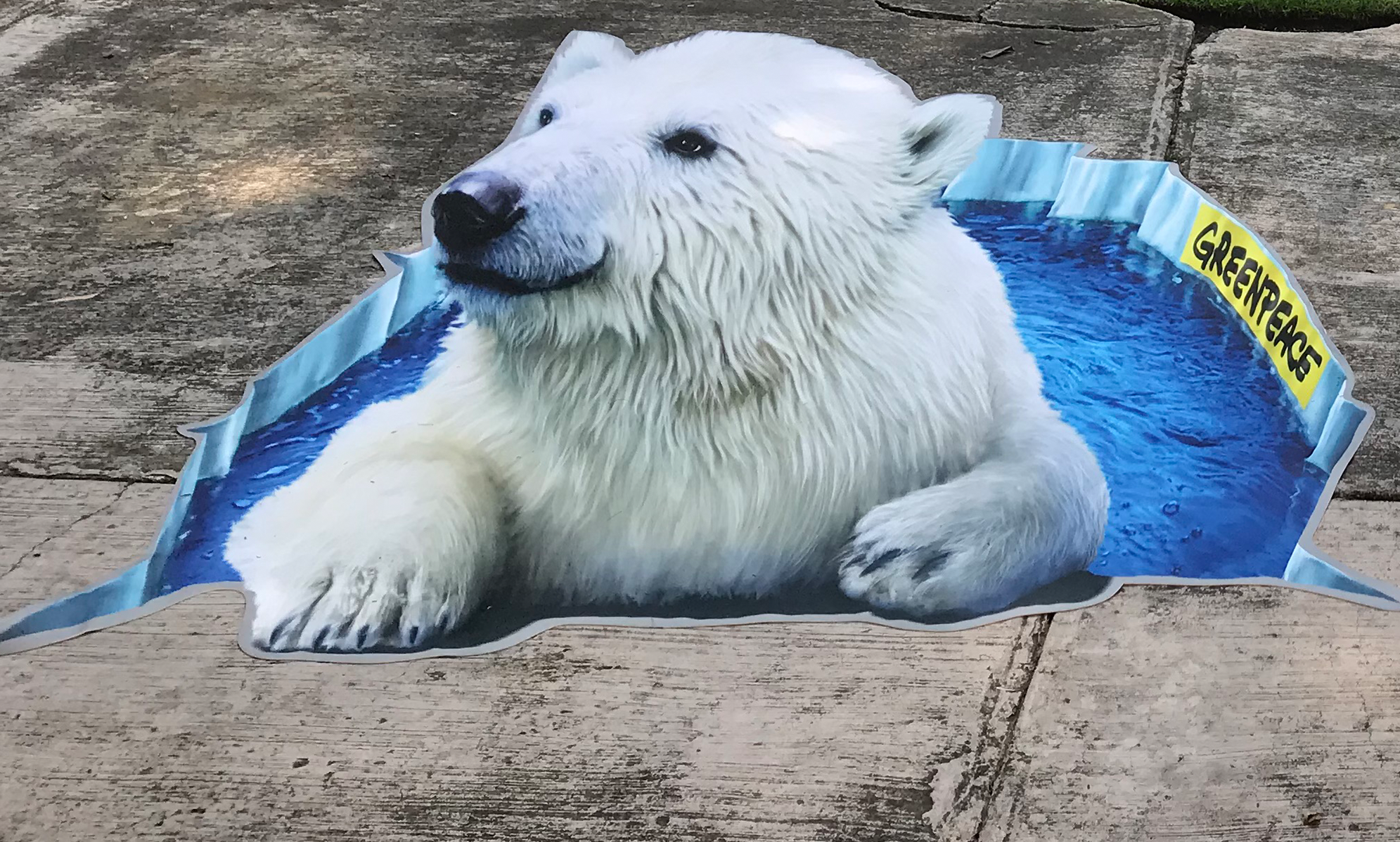 image of the 3D bear carpet