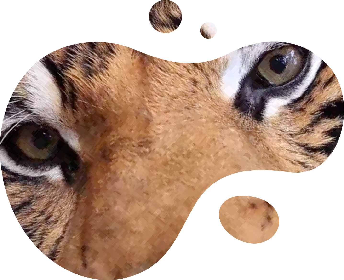 tiger image in a bubble shape