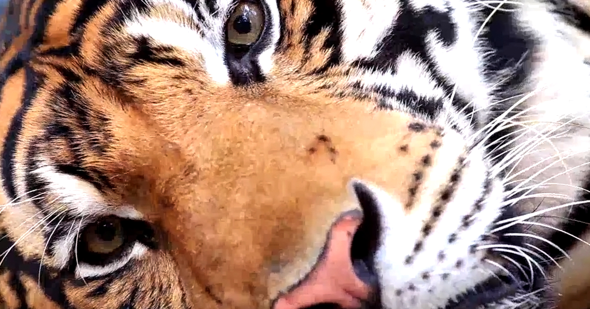 World Tigers Day 2020 Latte Creative