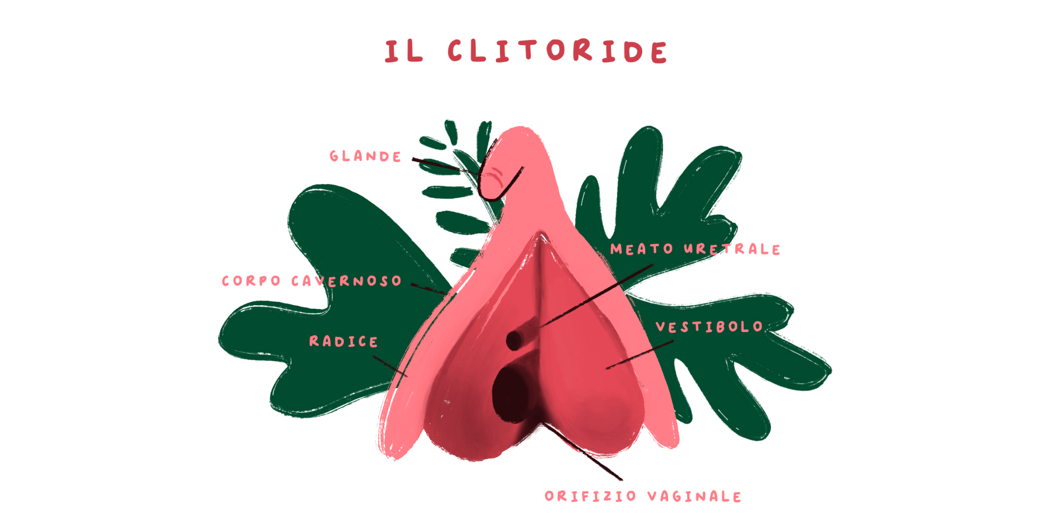 clitoride dottoressa V policlinico milano