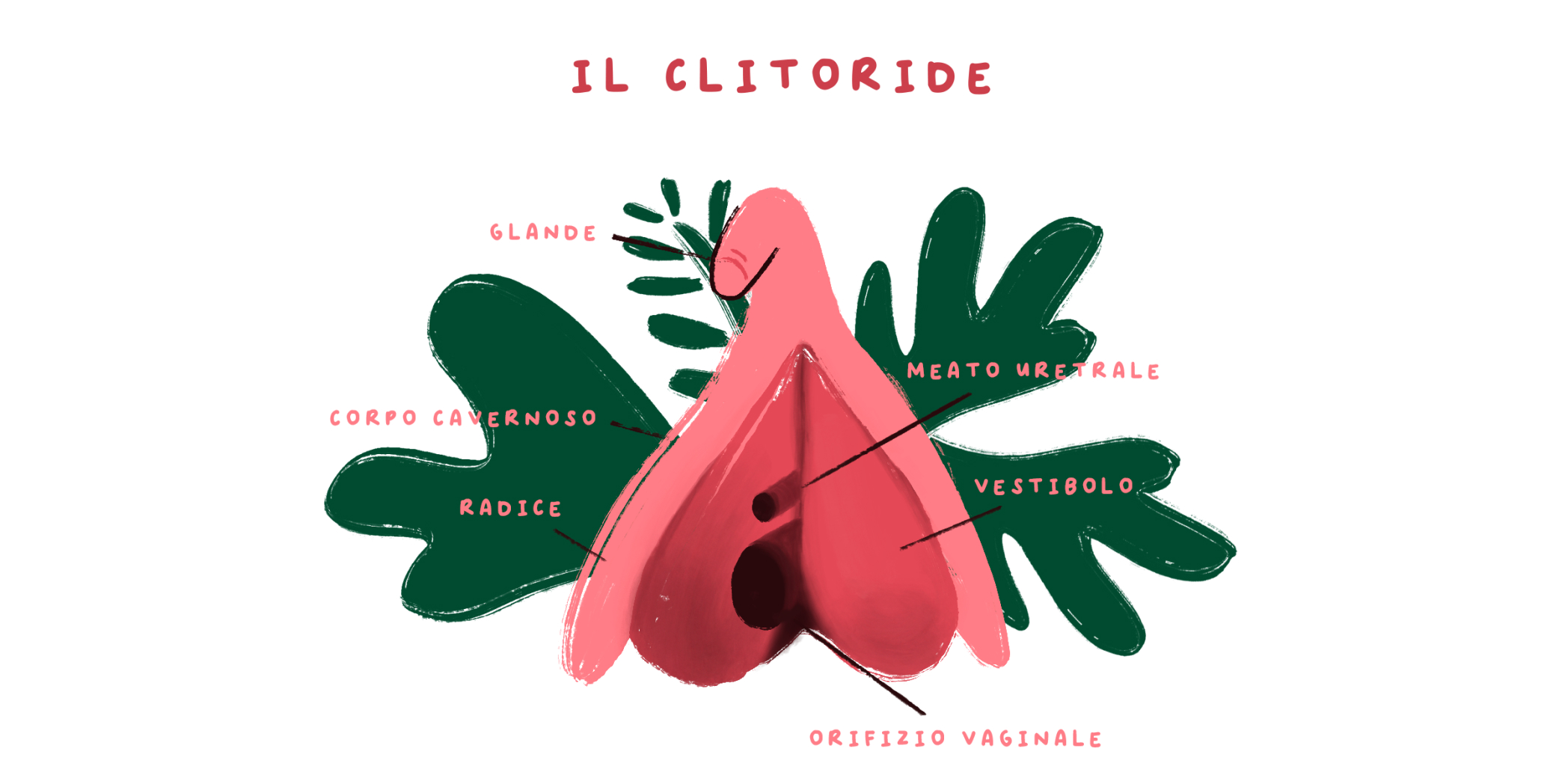 clitoride dottoressa V policlinico milano clitoride dottoressa V policlinico milano