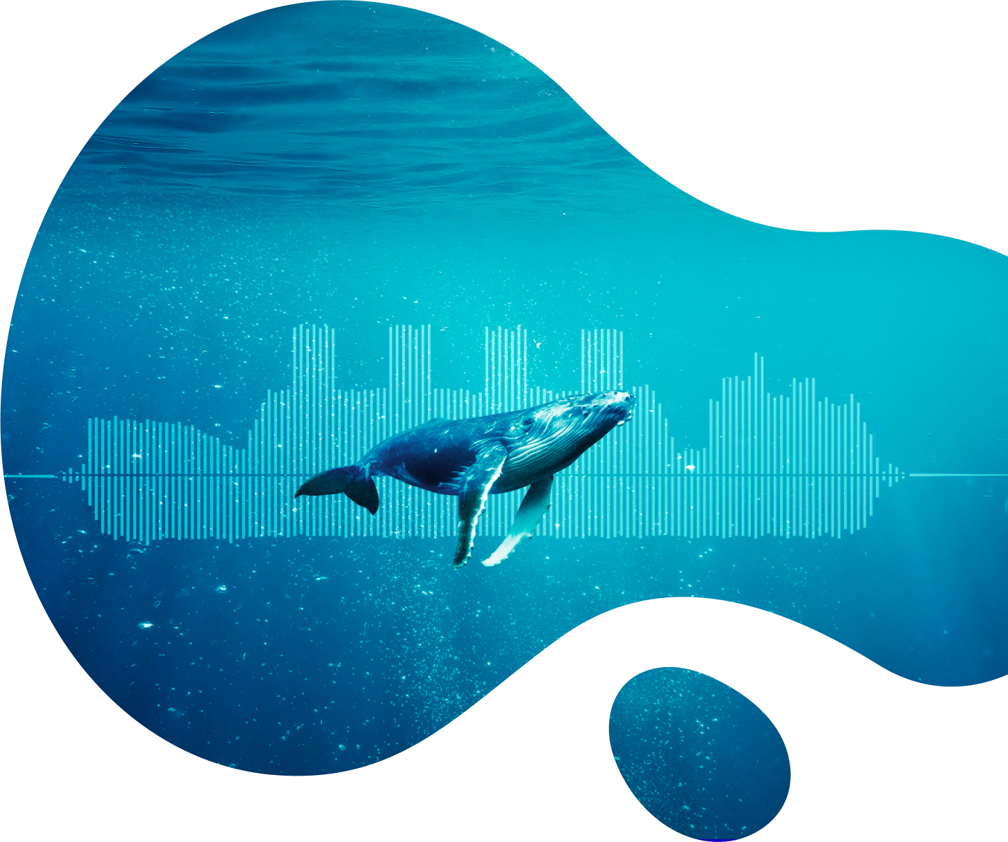ifaw balena davanti a onda sonora